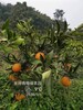 麗江長葉香橙種植價格