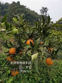 曲靖长叶香橙种植基地