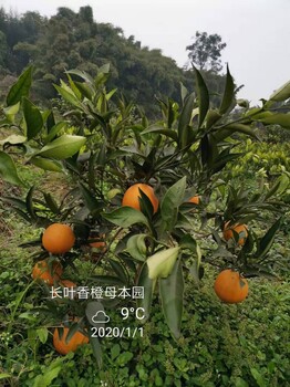 长叶香橙种植基地