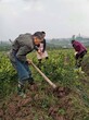 中山長葉香橙種植方法圖片