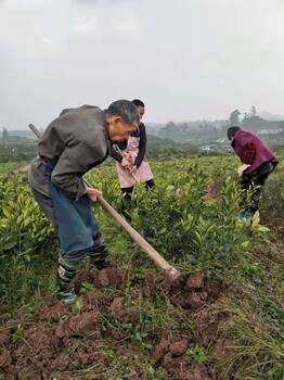 嘉兴长叶香橙种植基地