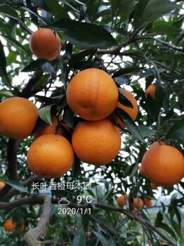 丽水长叶香橙种植基地