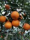 叶香橙成活率高图