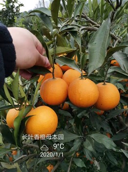 宁波长叶香橙供应