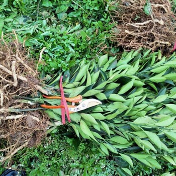 莆田长叶香橙种植基地