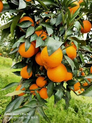 舟山长叶香橙种植基地
