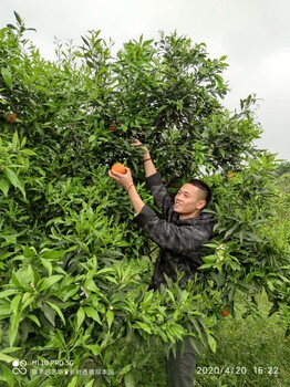 黔江农家乐烧烤