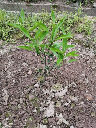 衢州长叶香橙苗种植,香橙