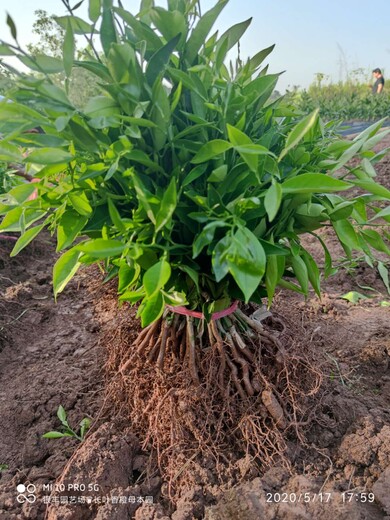 云浮长叶香橙种植基地