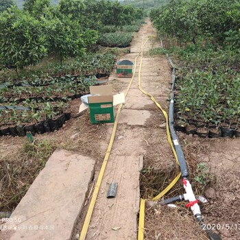 石家庄长叶香橙种植基地