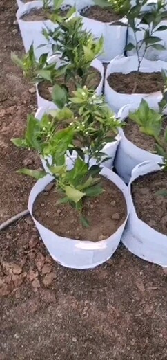 温州长叶香橙种植方法
