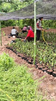 贵阳长叶香橙种植基地