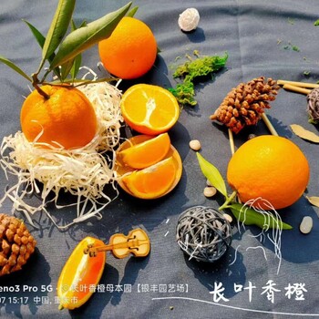 龙海长叶香橙批发市场