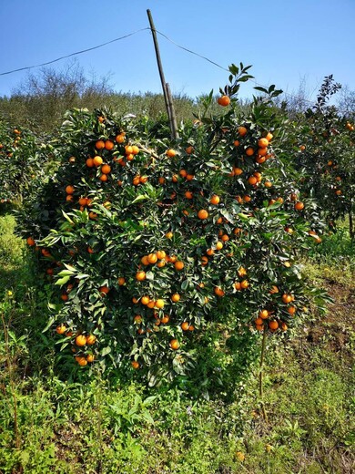 金华长叶香橙种植基地