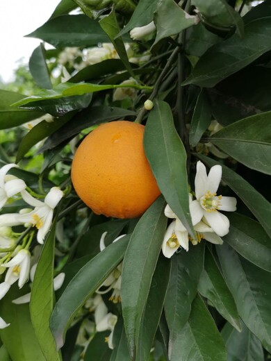 常州长叶香橙种植基地