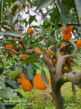 湖州长叶香橙种植基地