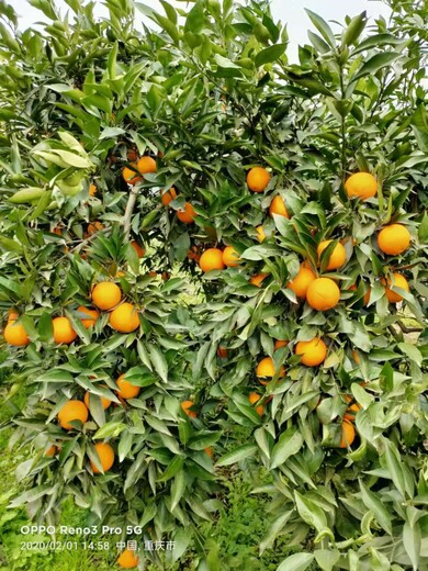 贵港长叶香橙果苗种植