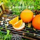 衡阳长叶香橙批发市场产品图