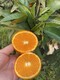 长叶香橙图