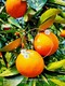 叶香橙成活率高图