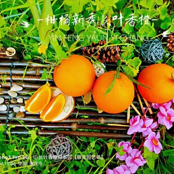 惠州长叶香橙果苗种植
