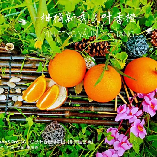 江山长叶香橙种植