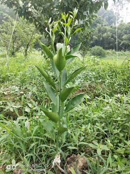 昭通长叶香橙基地