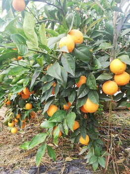 河南长叶香橙种植基地