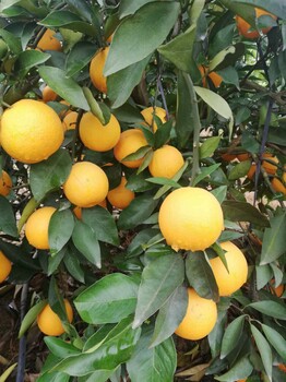 抚顺长叶香橙种植基地