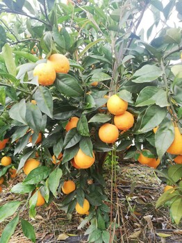 张家界长叶香橙种植基地