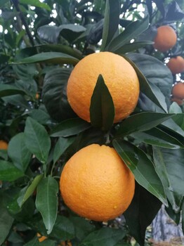 南充长叶香橙种植基地