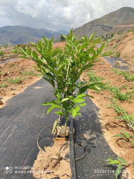 宁德长叶香橙种植基地