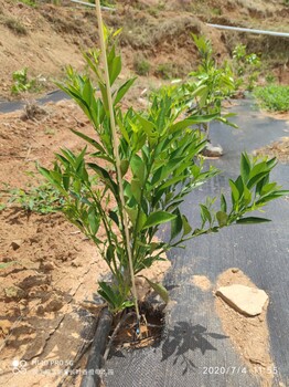 德阳长叶香橙基地批发