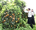 長葉香橙收購價4元一斤