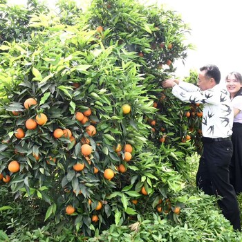 兴宁长叶香橙零售采摘价