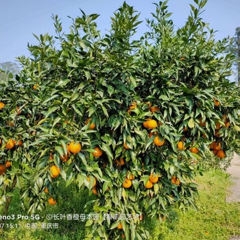 邵阳长叶香橙母本园接穗