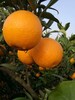 長葉香橙零售采摘價