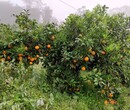 東營長葉香橙種植基地