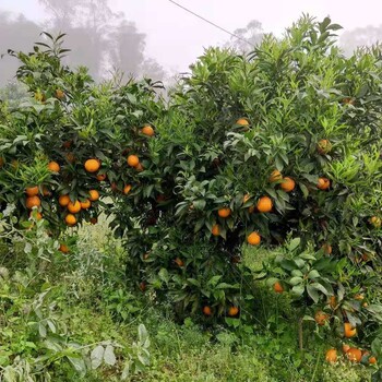 丽江长叶香橙种植基地