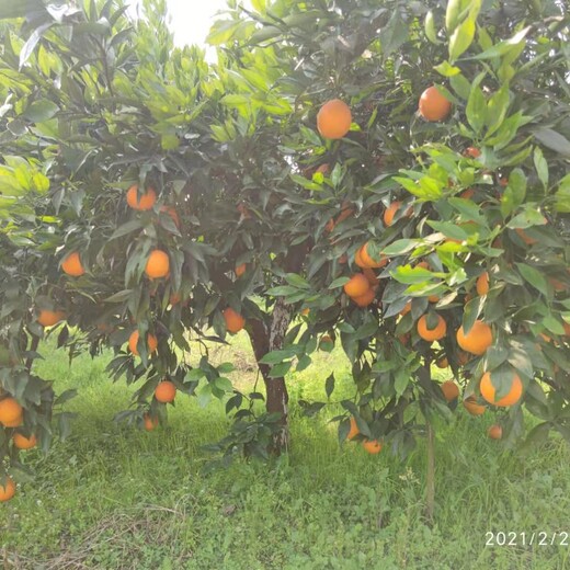 重庆长叶香橙采摘价格15一斤