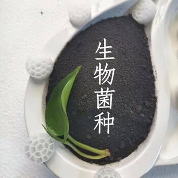 北京微生物菌种污水耐低温菌种去除氨氮总氮