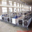 供应自动化养猪设备厂家供应新型欧式母猪产床复合板产床猪场自动上料设备良诸畜牧