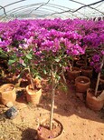 昆明紫三角梅种植基地图片4