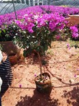 昆明紫三角梅种植基地图片3