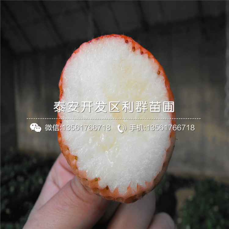 白色草莓苗出售、白色草莓苗基地