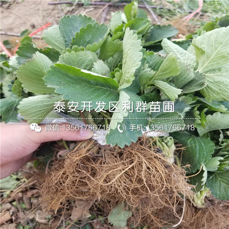 桃熏草莓苗價格是多少