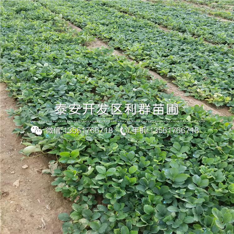 红玉草莓苗批发、2019年红玉草莓苗批发价格