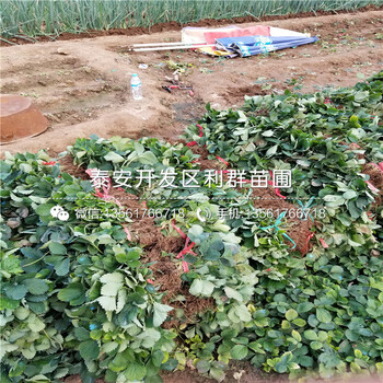 大白草莓苗、大白草莓苗價(jià)格