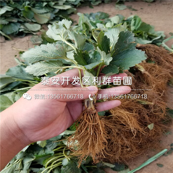 2019年奶油草莓苗出售价格多少