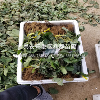 新品种天仙醉草莓苗